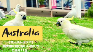 オーストラリアで発見した珍しい 鳥 11選！あなたはどれだけ知っている？