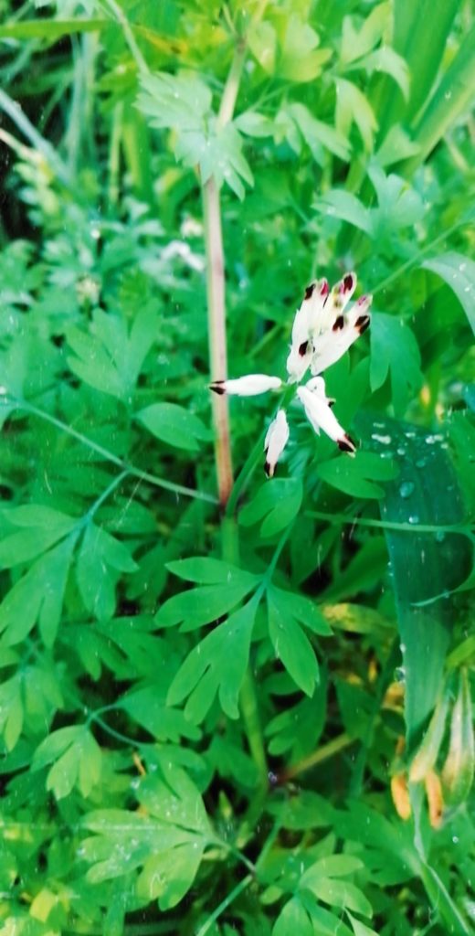 綺麗な花