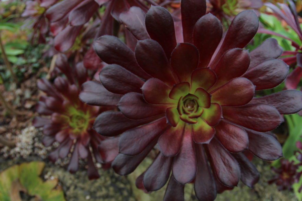 Fitzroy Gardens(フィッツロイガーデンズ)