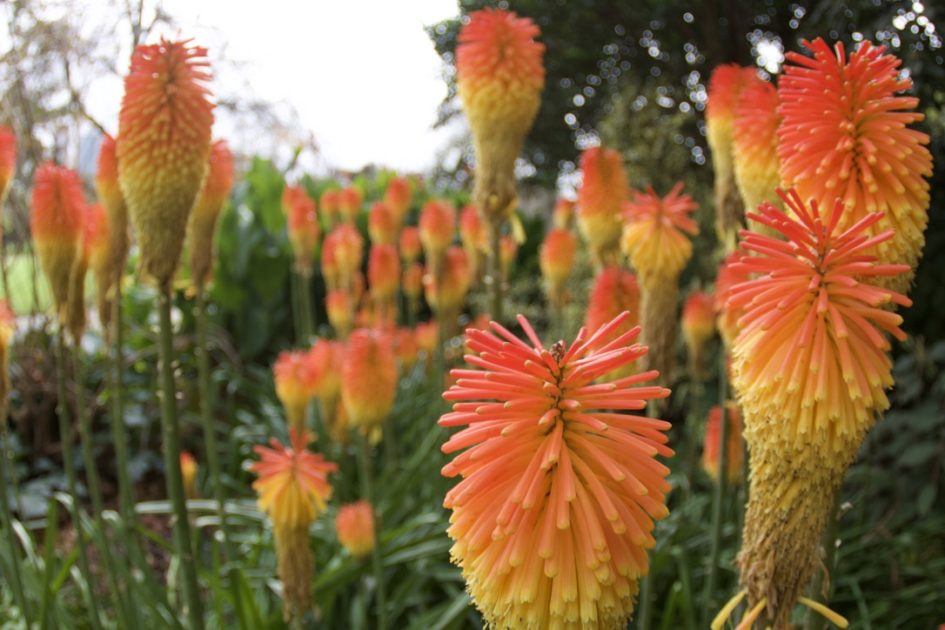 Royal Botanic Gardens(ロイヤル・ボタニック・ガーデンズ)