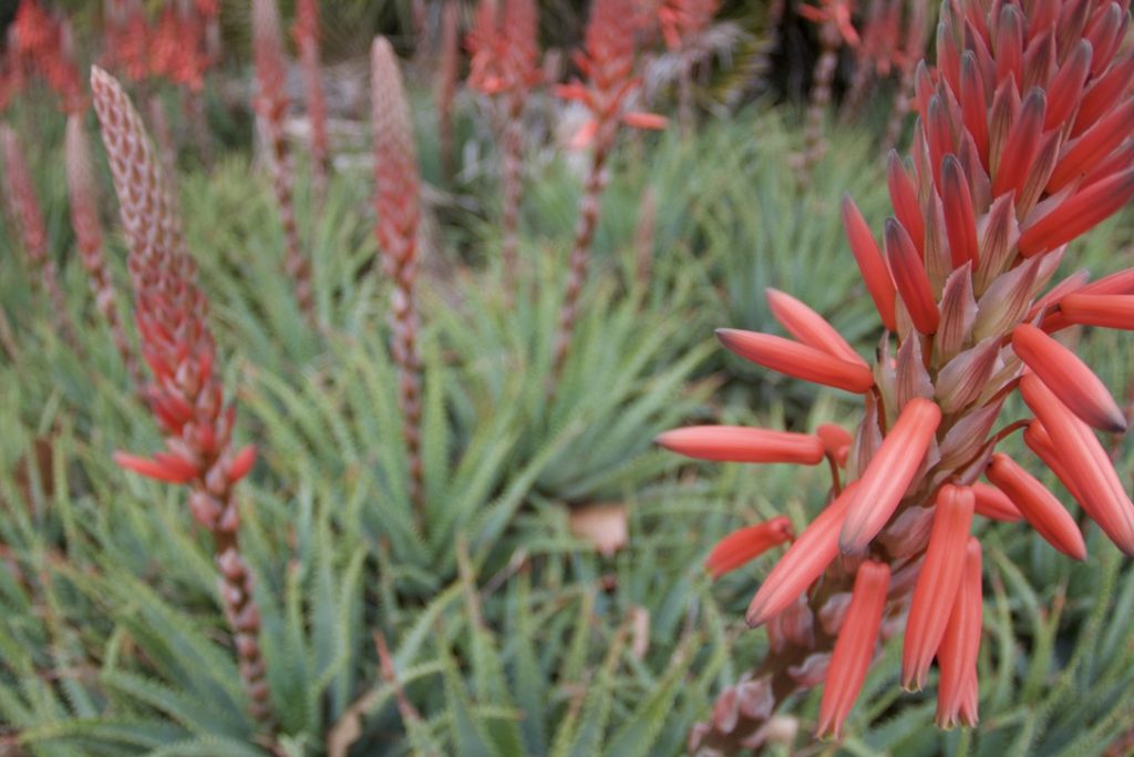Fitzroy Gardens(フィッツロイガーデンズ)
